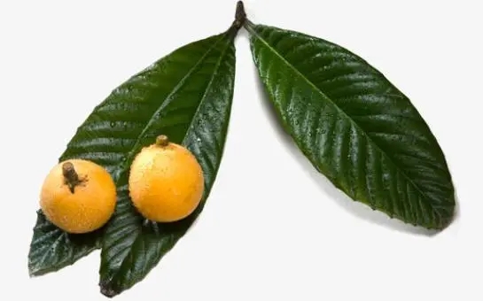 Loquat Leaf Extract.jpg